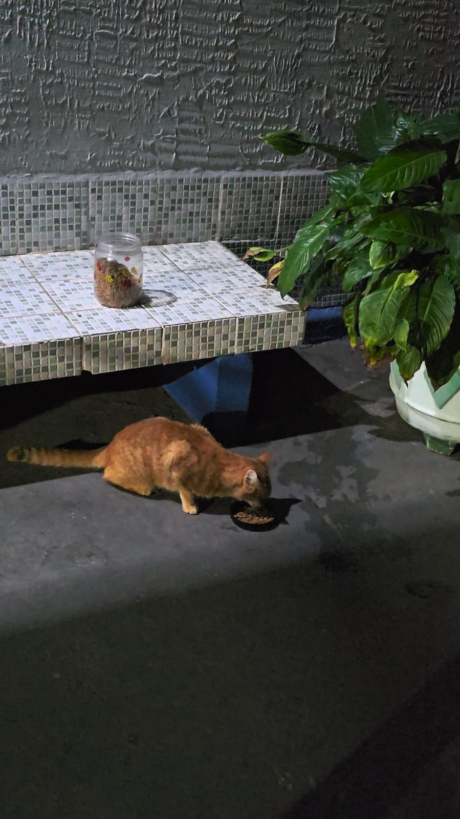 Gato laranja comendo